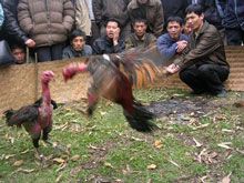 Ông lão mê gà chọi